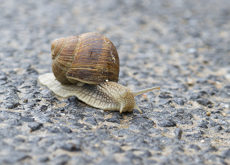 Tour Loire 05 - 201520150501_05014749 als Smartobjekt-1 Kopie.jpg - Ein besonderes schönes Exemplar einer Schnecke überquert die Zufahrtstraße der Weinberge